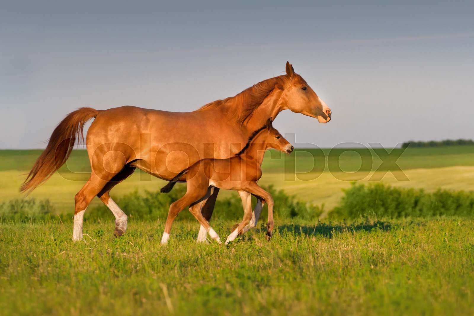 Horse with his baby Stock image Colourbox