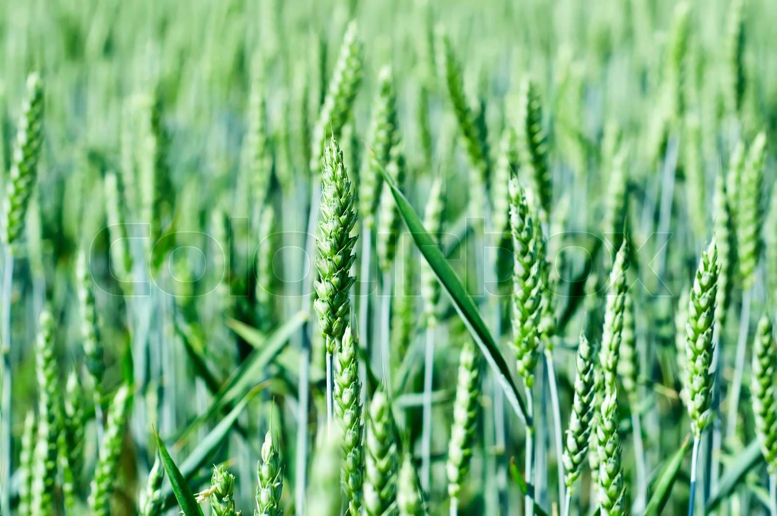 Wiese mit grüner Weizen, geringe Schärfentiefe | Stock Bild | Colourbox