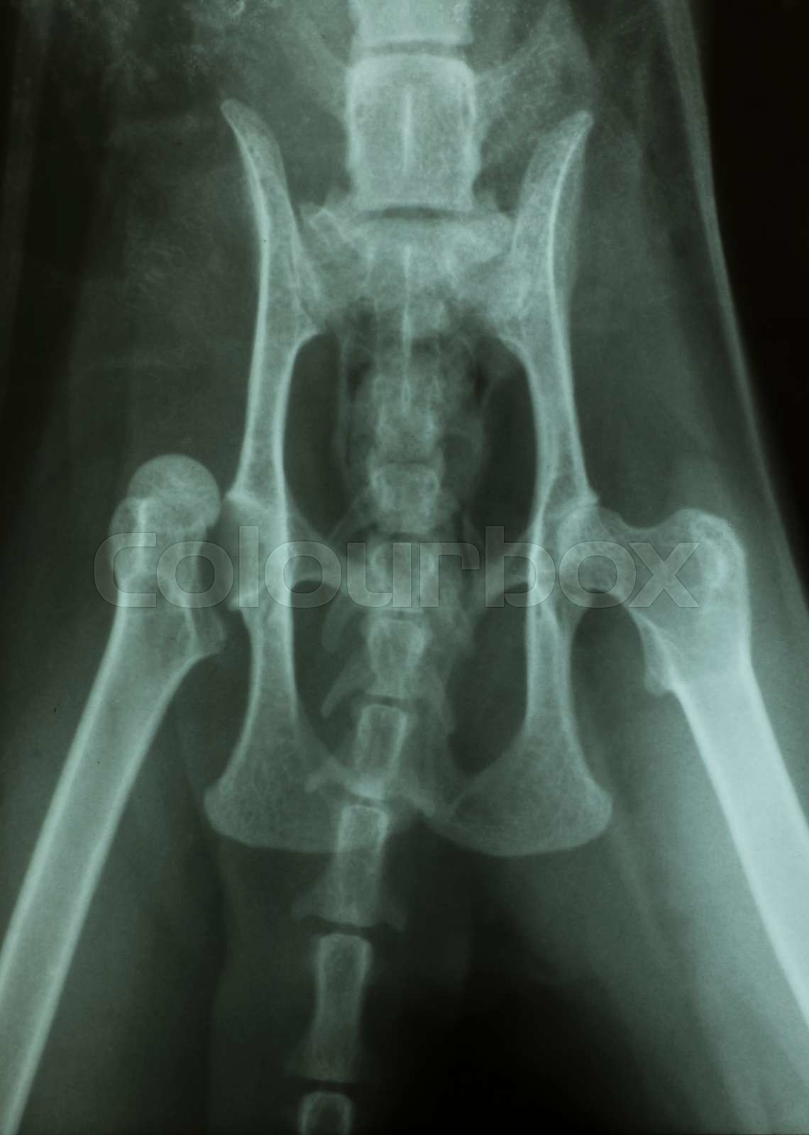 Luxation hip of a cat Xray Stock image Colourbox