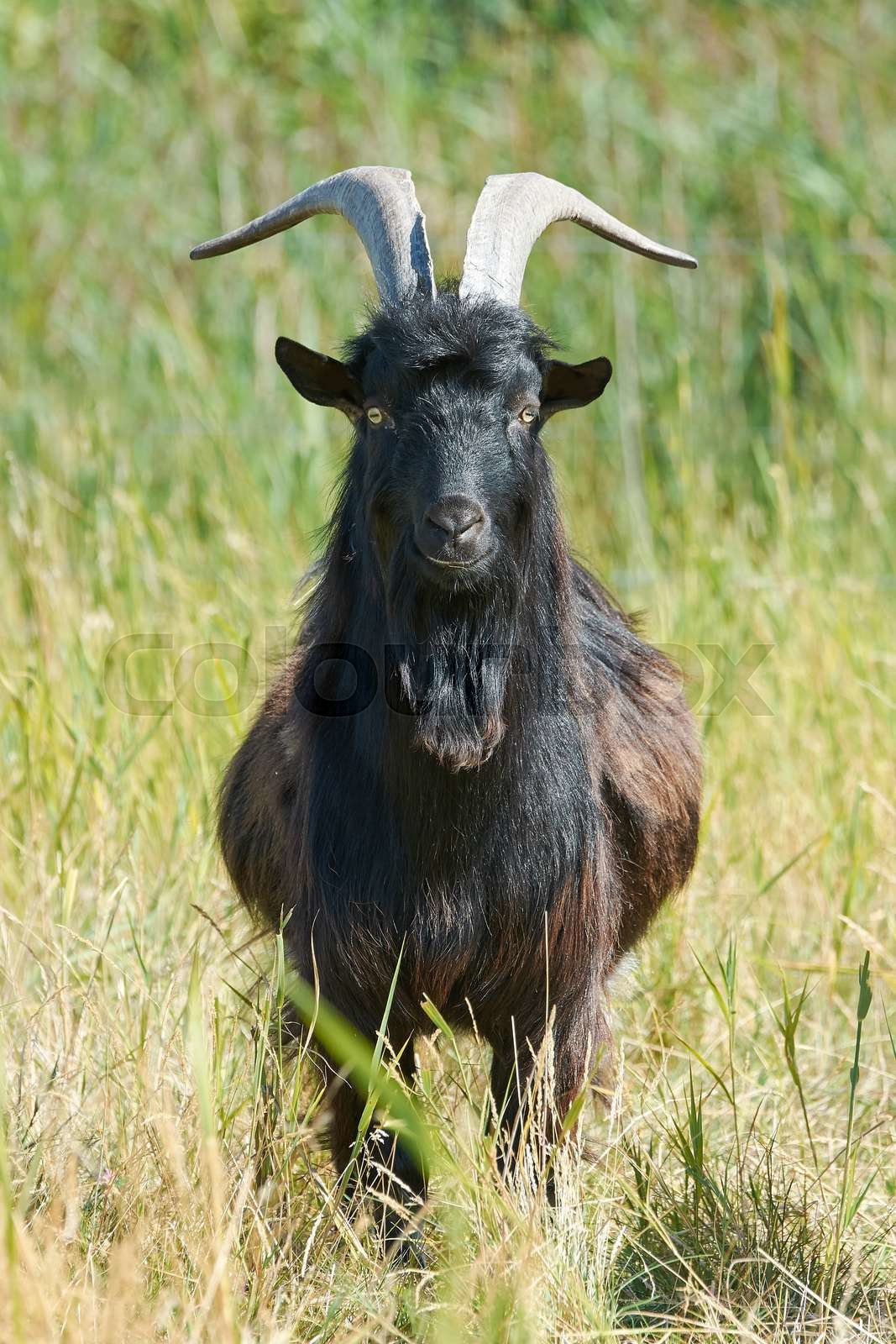 Danish Landrace goat Stock image Colourbox