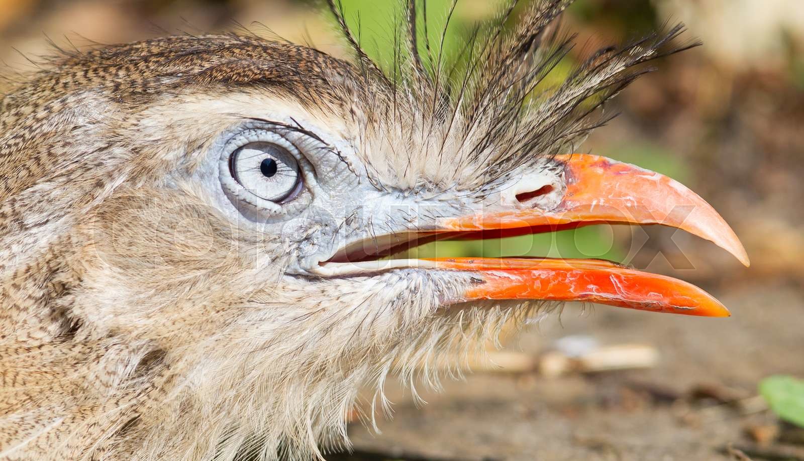 Redlegged seriema or crested cariama (Cariama cristata) Stock image