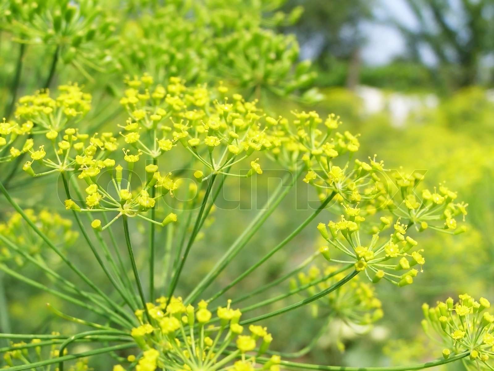 Dill Blüten im Garten Stock Bild Colourbox