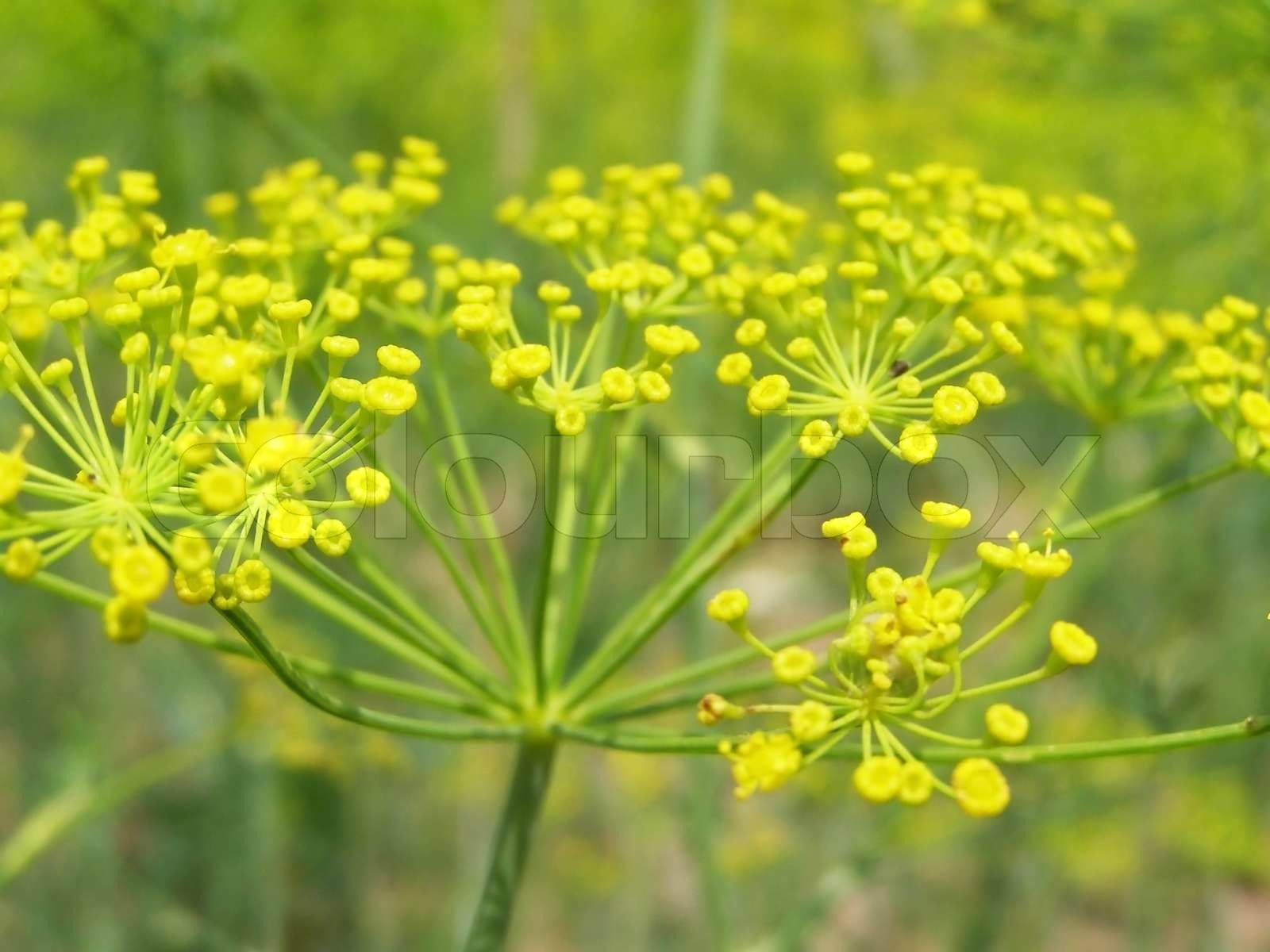 Dill Blüten im Garten Stock Bild Colourbox