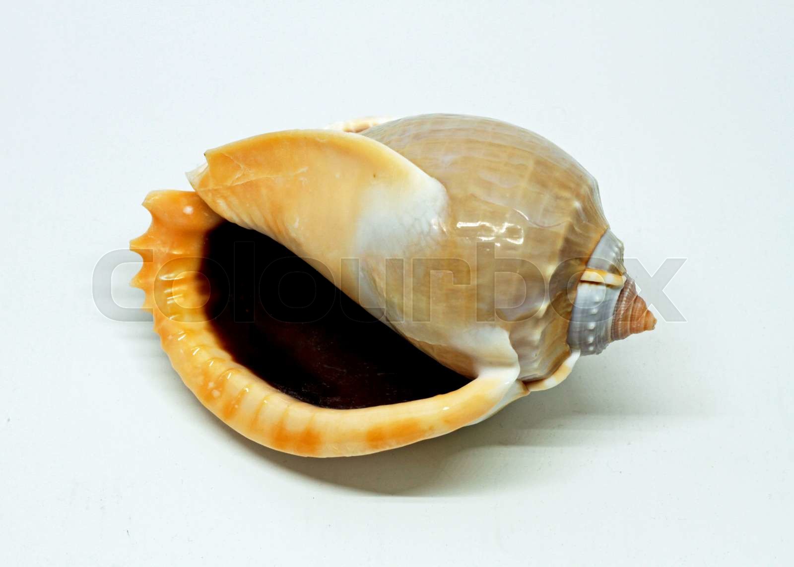 Konkylie fra Thailand Stock foto Colourbox