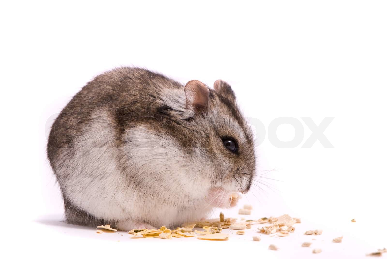 dwarf hamster eating