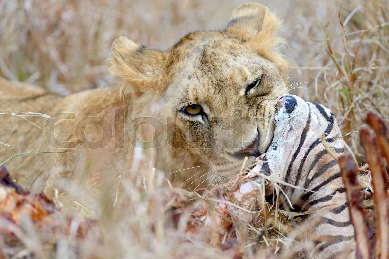 Lions eating a zebra | Stock image | Colourbox
