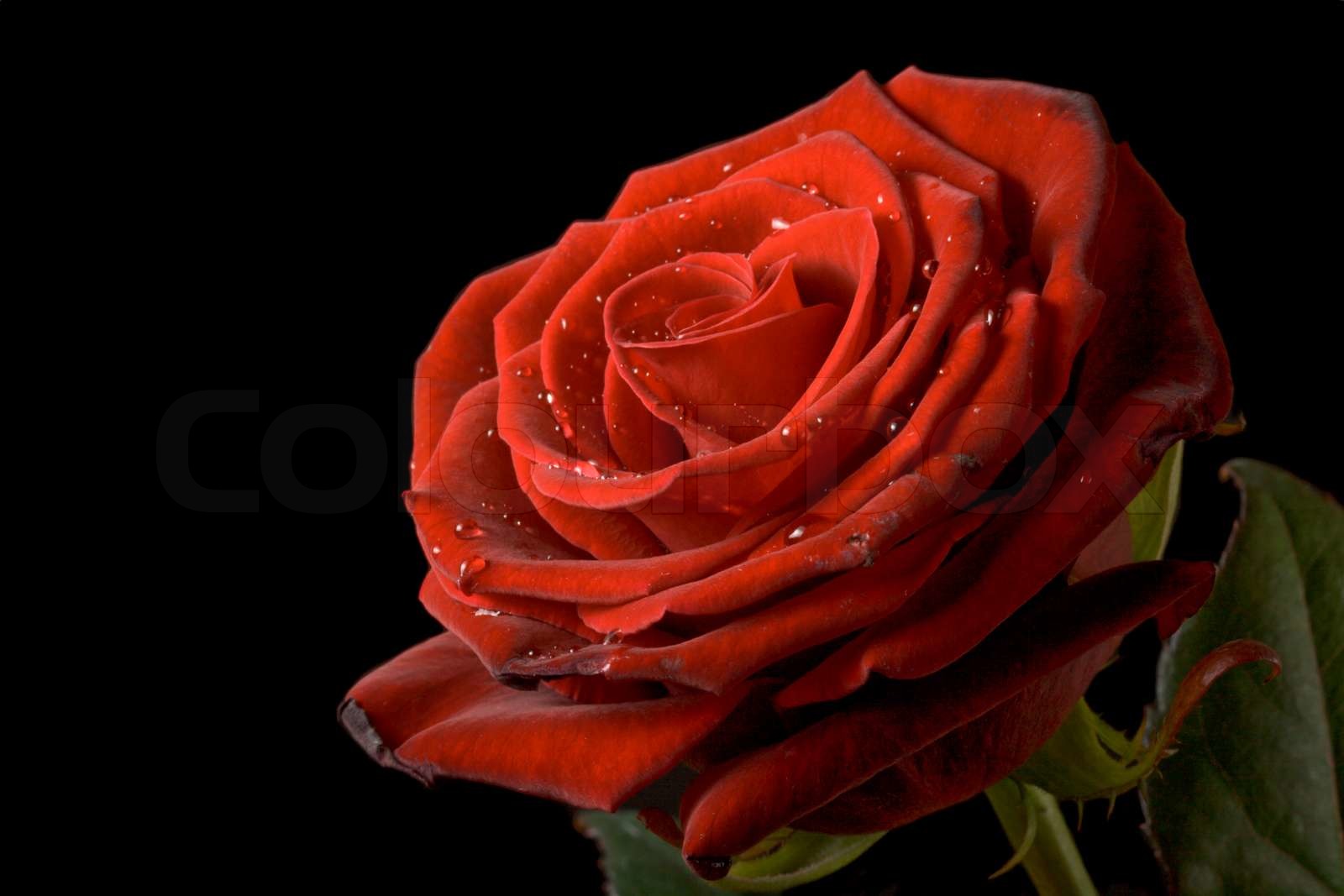 rote rose auf schwarzem hintergrund