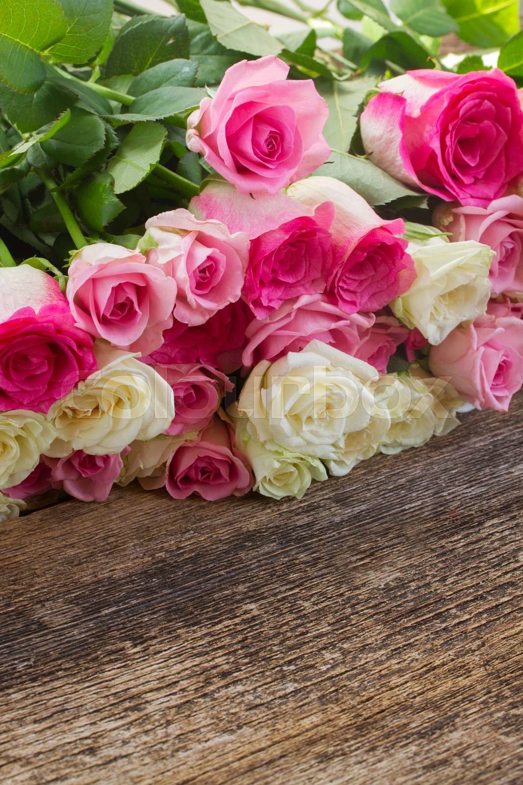 pink and white roses | Stock image | Colourbox