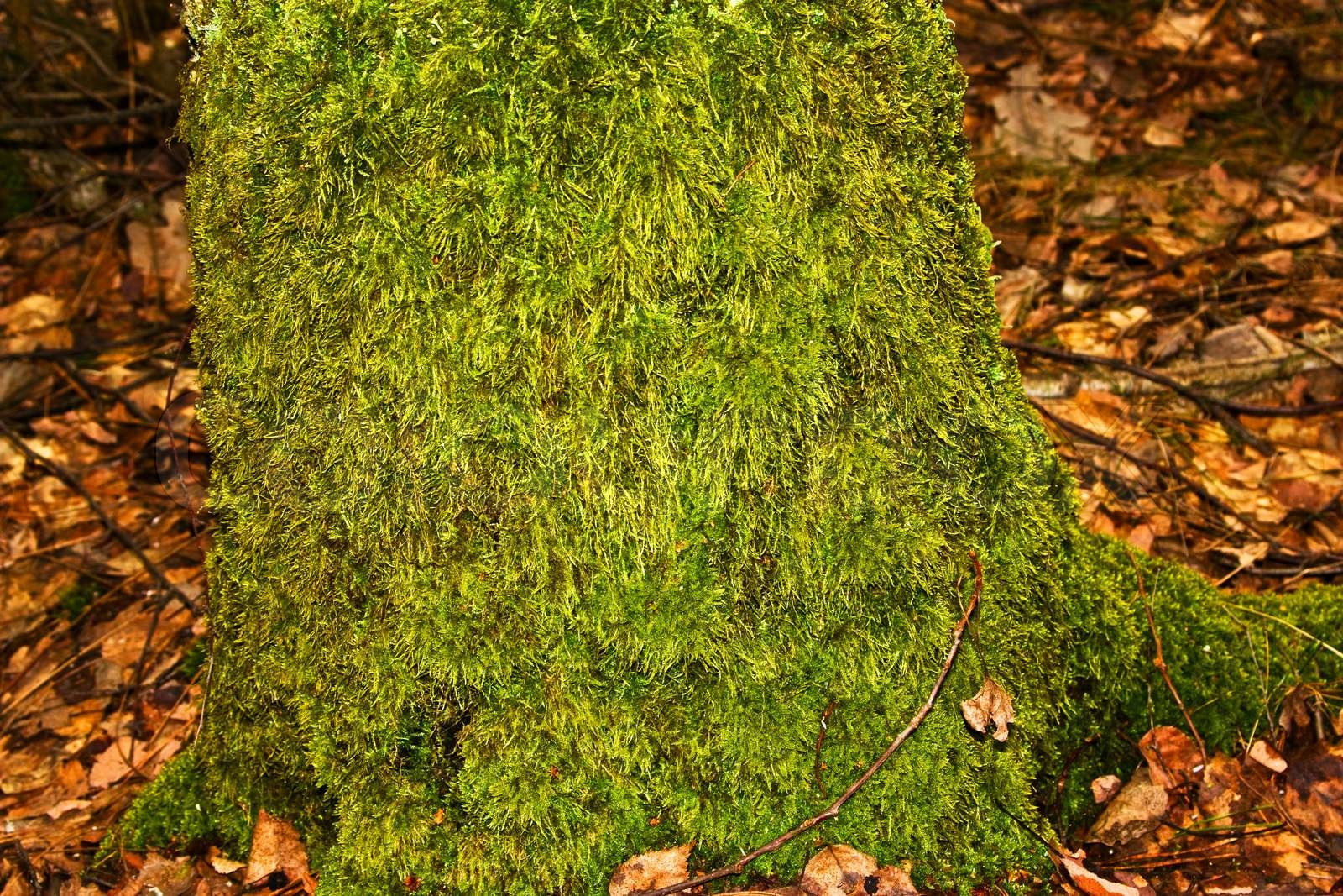 Alter Baum mit Moos bewachsen Stock Bild Colourbox