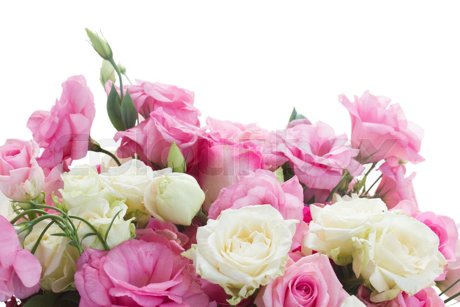 rosen-frisch-blatt-stock-bild-colourbox