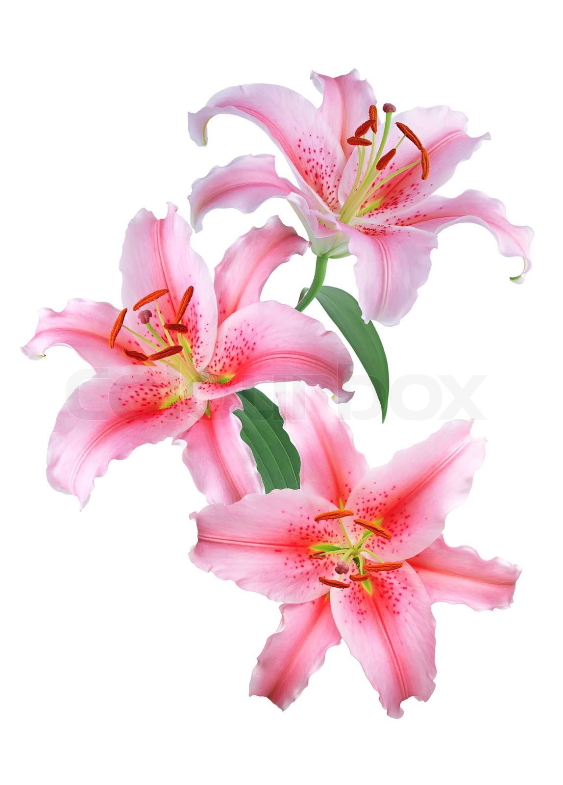 Pink Lilien auf weißem Hintergrund Stock Bild Colourbox