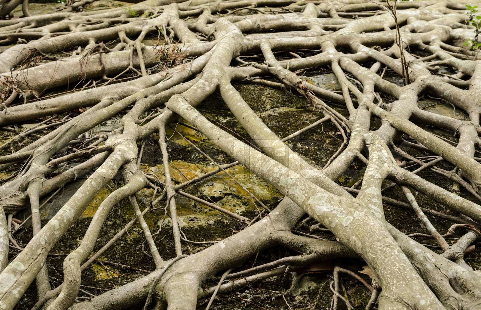 Amazing chaos tree root Stock image Colourbox