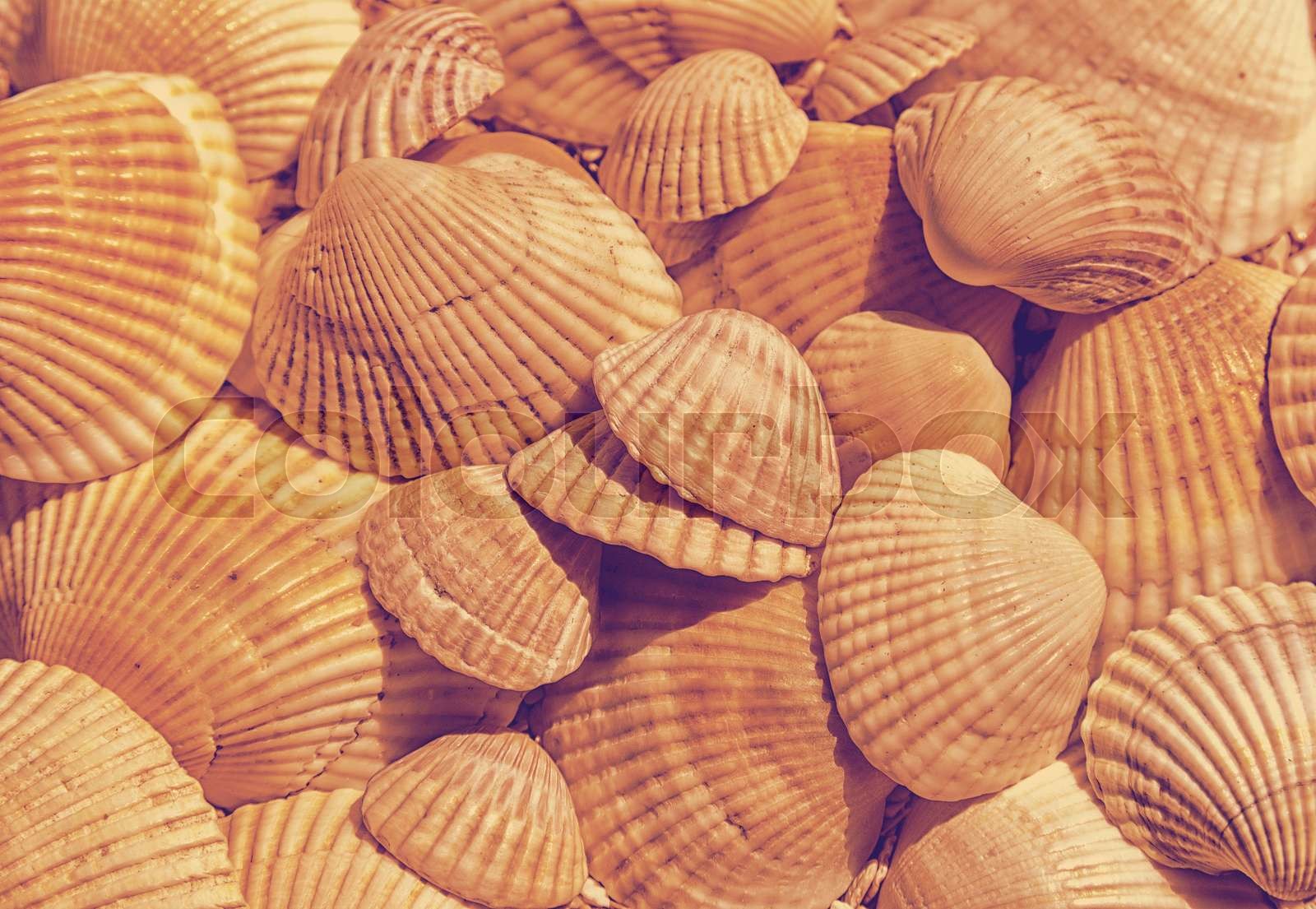 shell texture | Stock image | Colourbox
