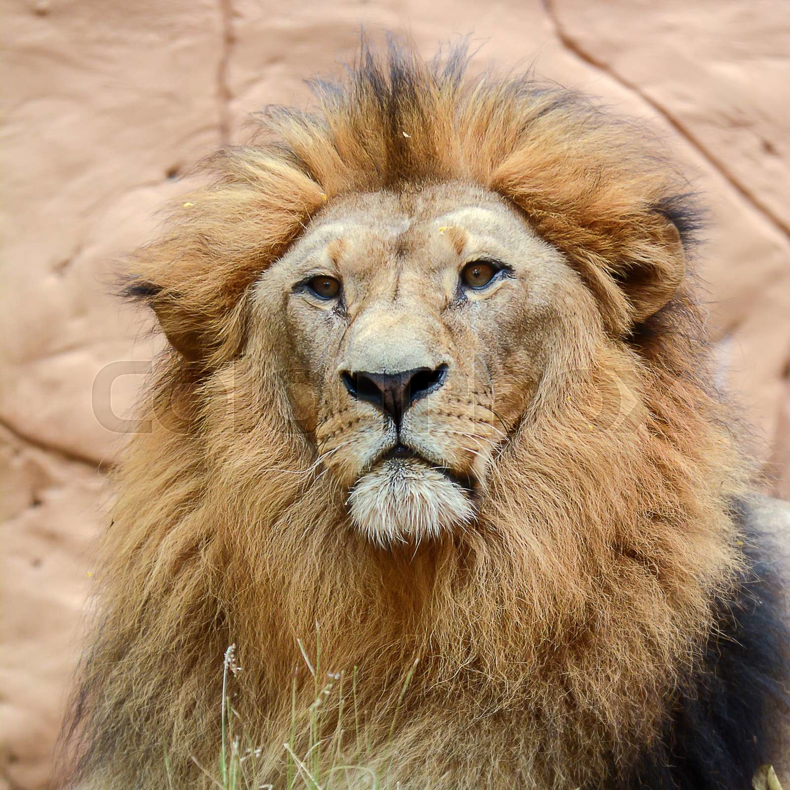 Gone Backwards:  Learn From The Mistakes Of These Four "Lion" Stocks (2025 Tour) - qa0r86x