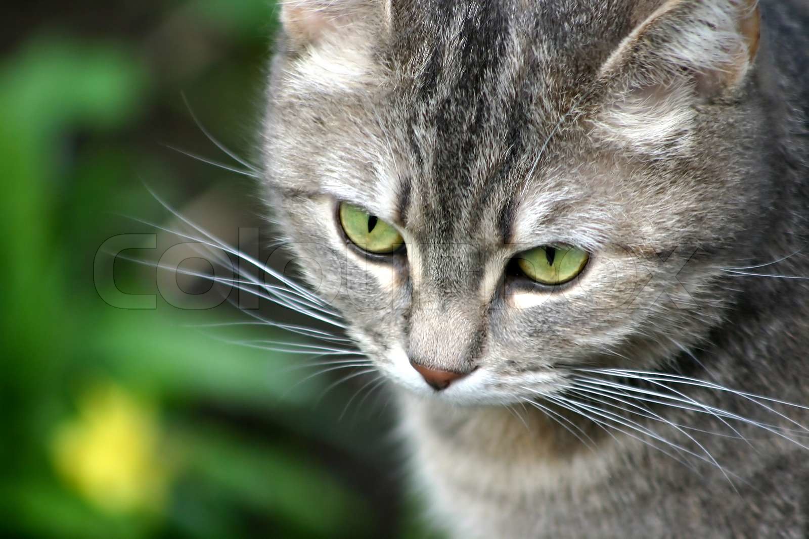 Graue Katze Mit Grünen Augen graue Katze mit grünen Augen | Stock Bild | Colourbox