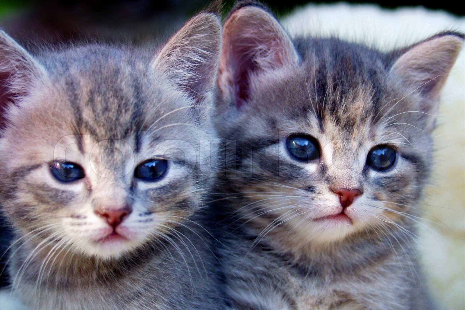 Graue Katze Mit Grünen Augen graue Katze mit grünen Augen | Stock Bild | Colourbox