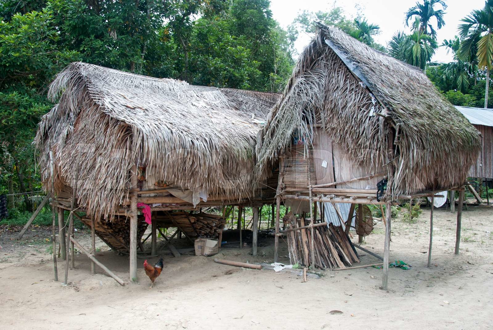 orang asli house malasia | Stock image | Colourbox