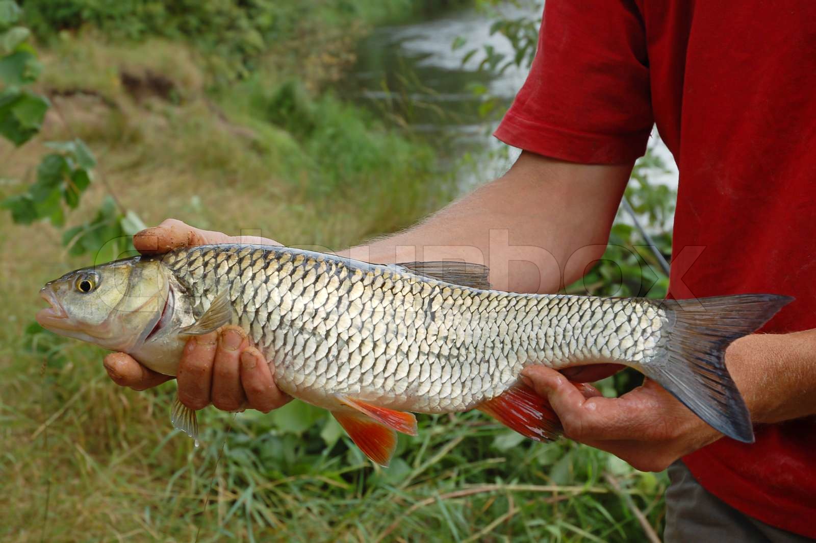Fisherman Besitz einer Rotfeder Fisch am Ufer eines Flusses Stock