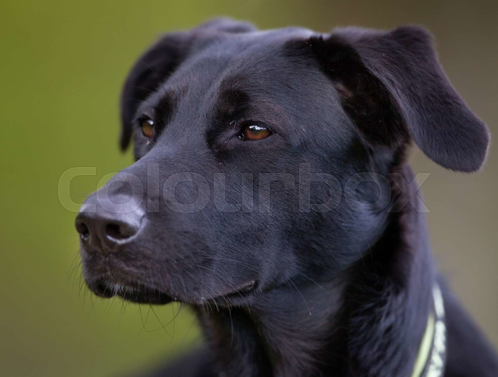 Are Labrador Retrievers Outdoor Dogs
