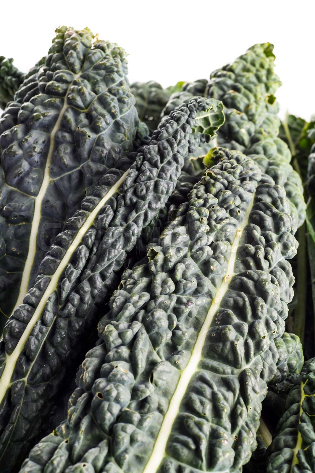 Black Kale, Italian Kale Stock image Colourbox