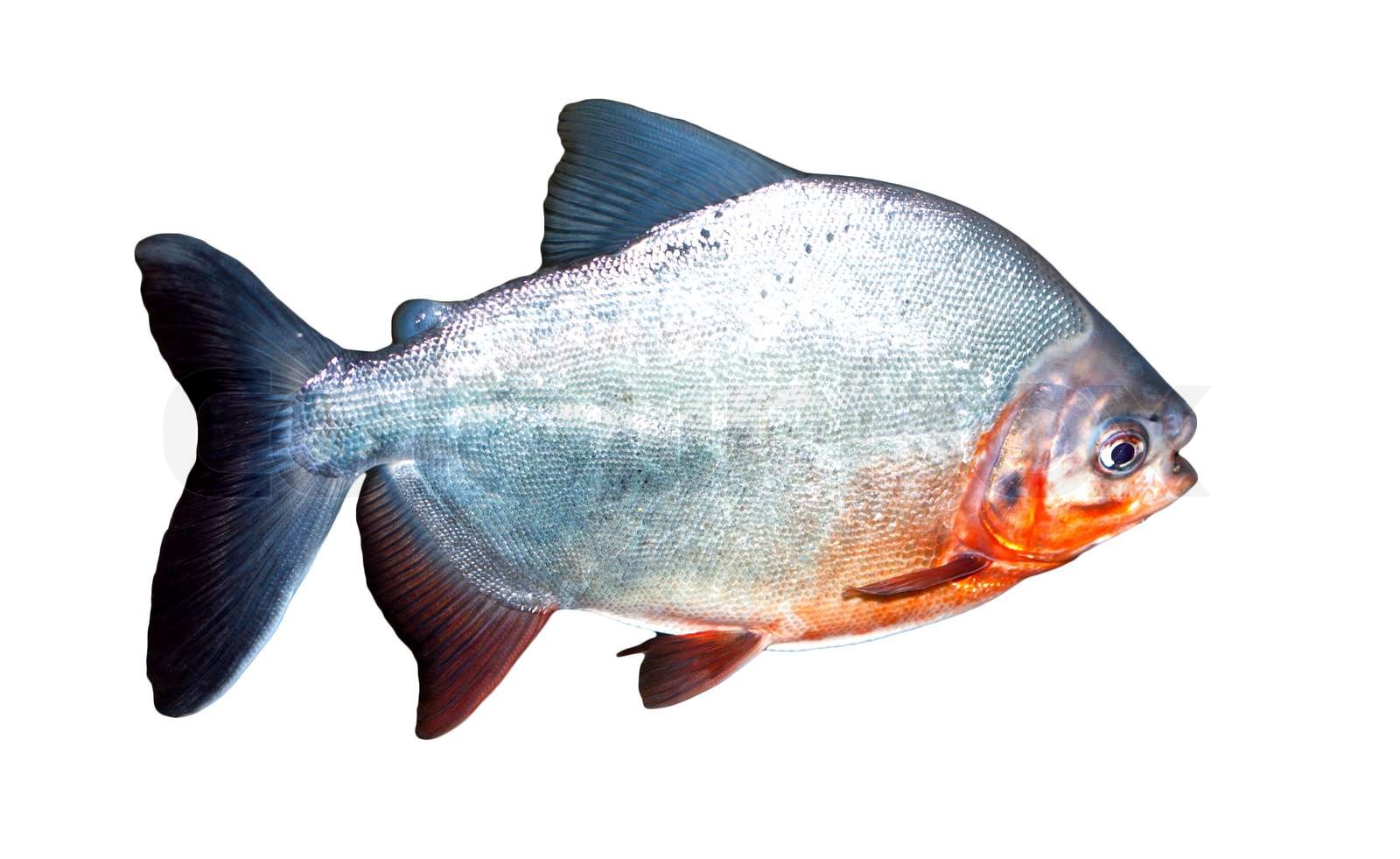 Piranha fish | Stock image | Colourbox