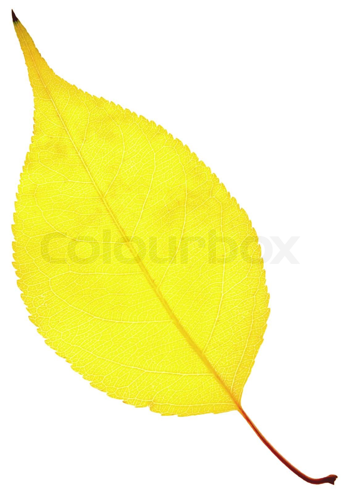 yellow-leaf-isolated-on-a-white-stock-image-colourbox