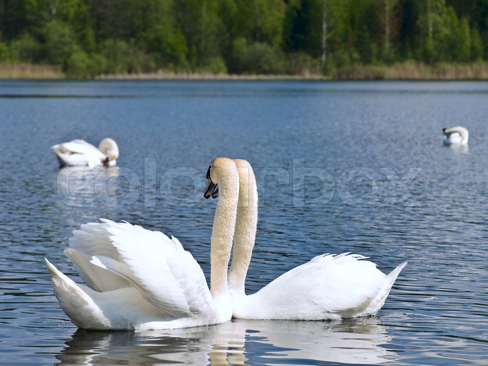 zwei weiße Schwäne auf dem See Stock Bild Colourbox