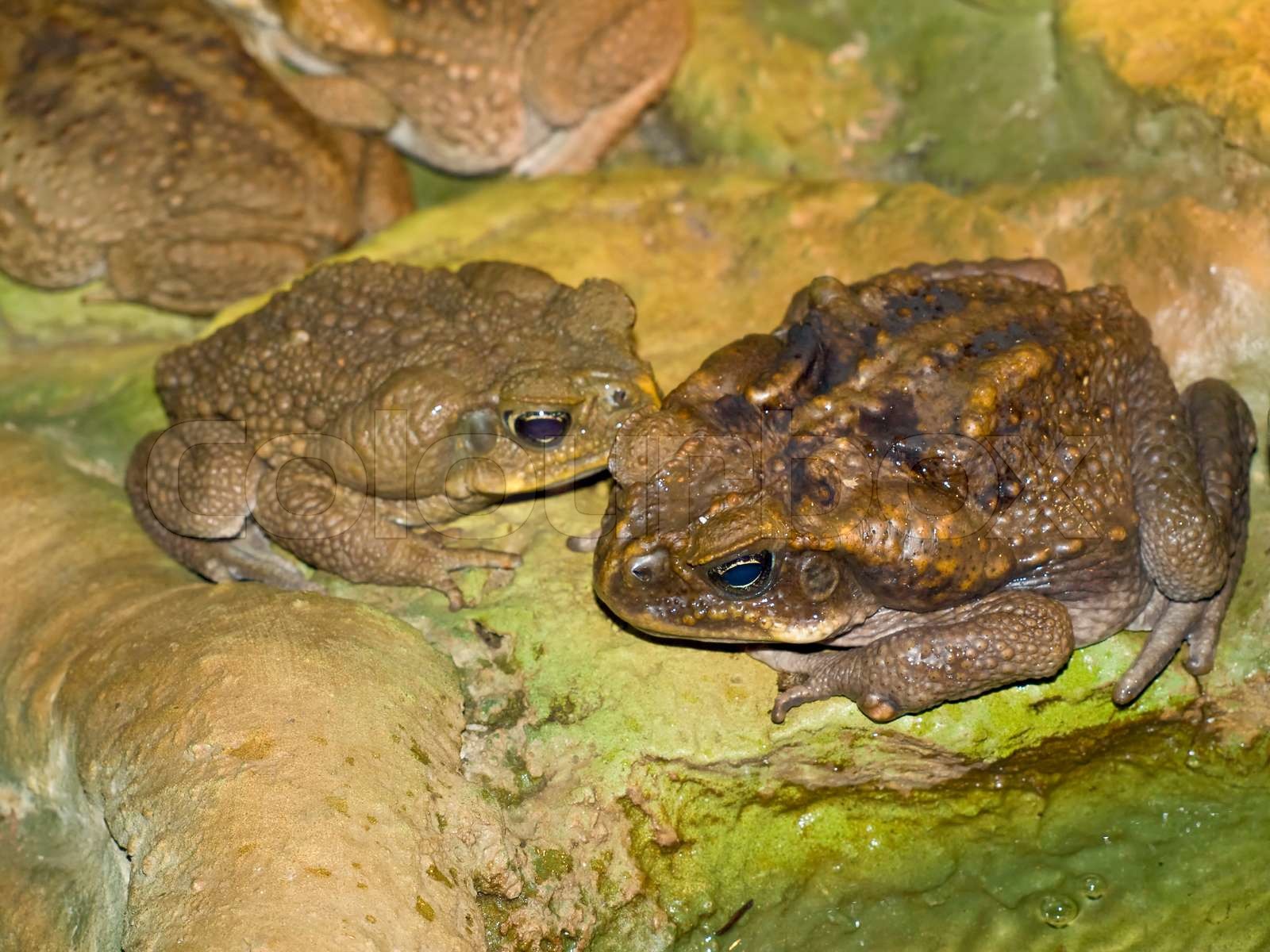 Zwei große braune Frösche in der wilden Natur Stock Bild Colourbox
