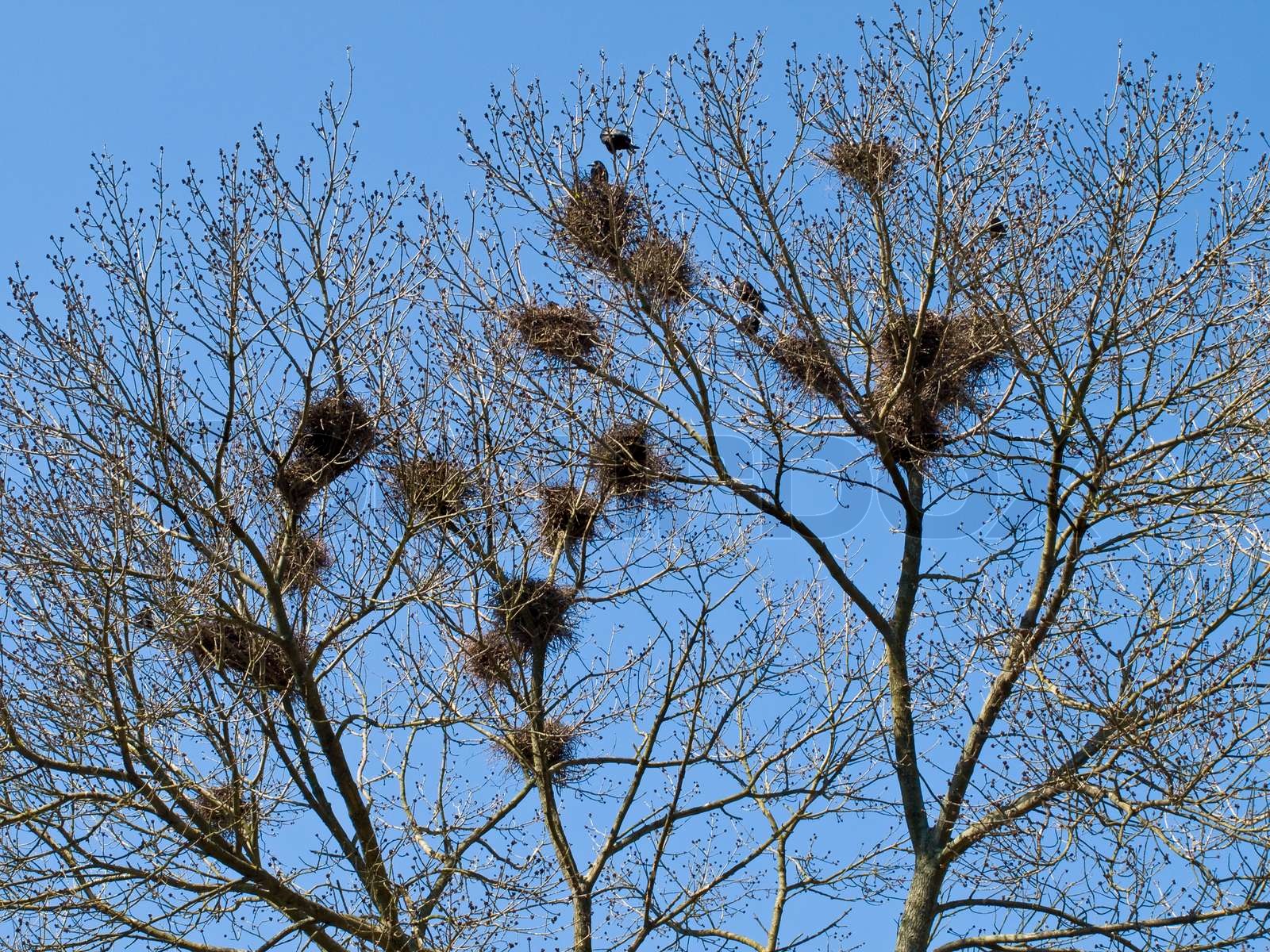 Reder Af Fuglene Om Foråret Træernes Grene Stock Foto Colourbox