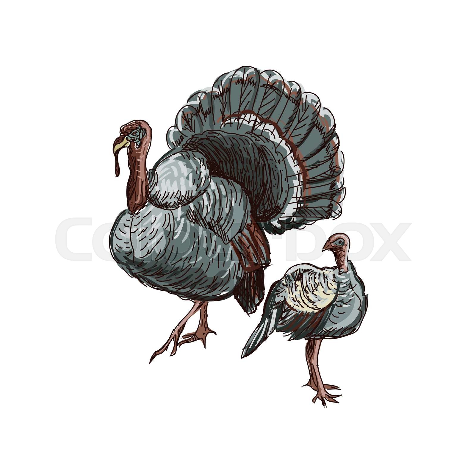 Doodle turkey | Stock vector | Colourbox