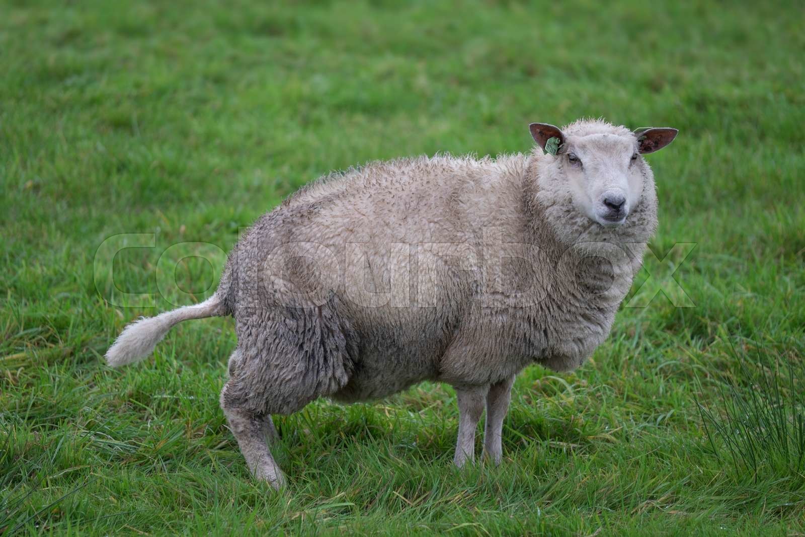 SHEEP UTI intelligence overview