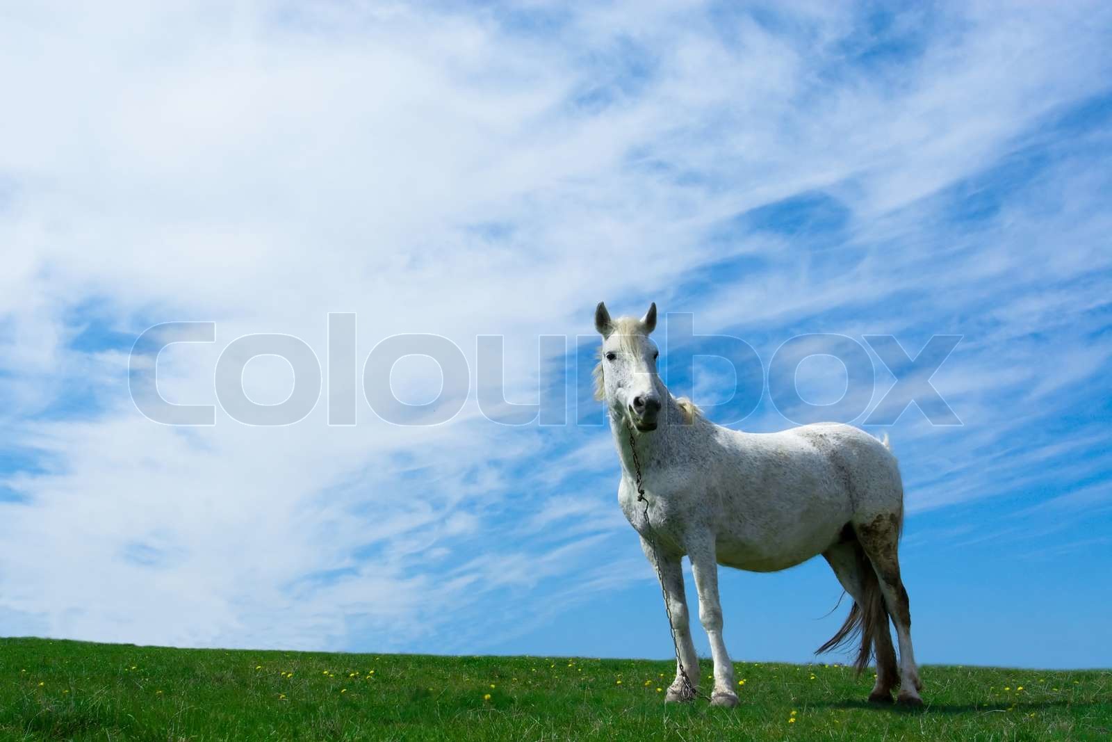 Hvid hest på engen , med hvide cloudes og blå himmel. | Stock foto ...