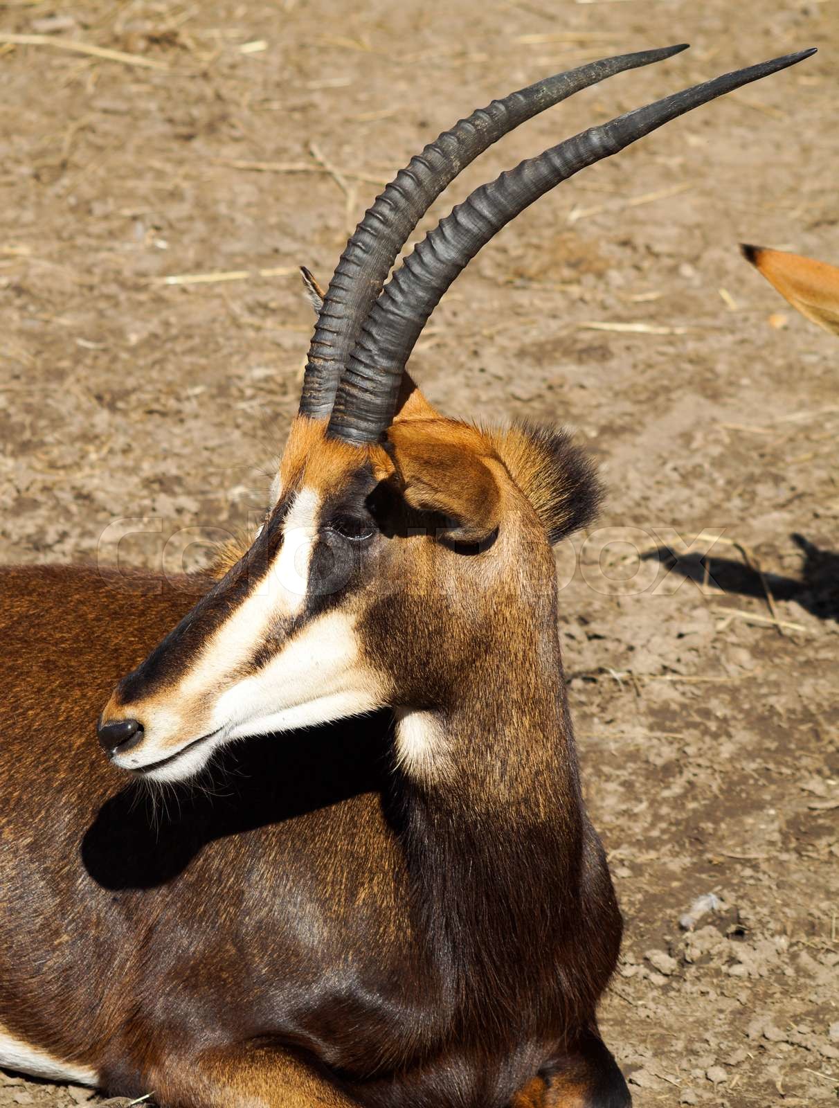 Rare Sable antelope | Stock image | Colourbox