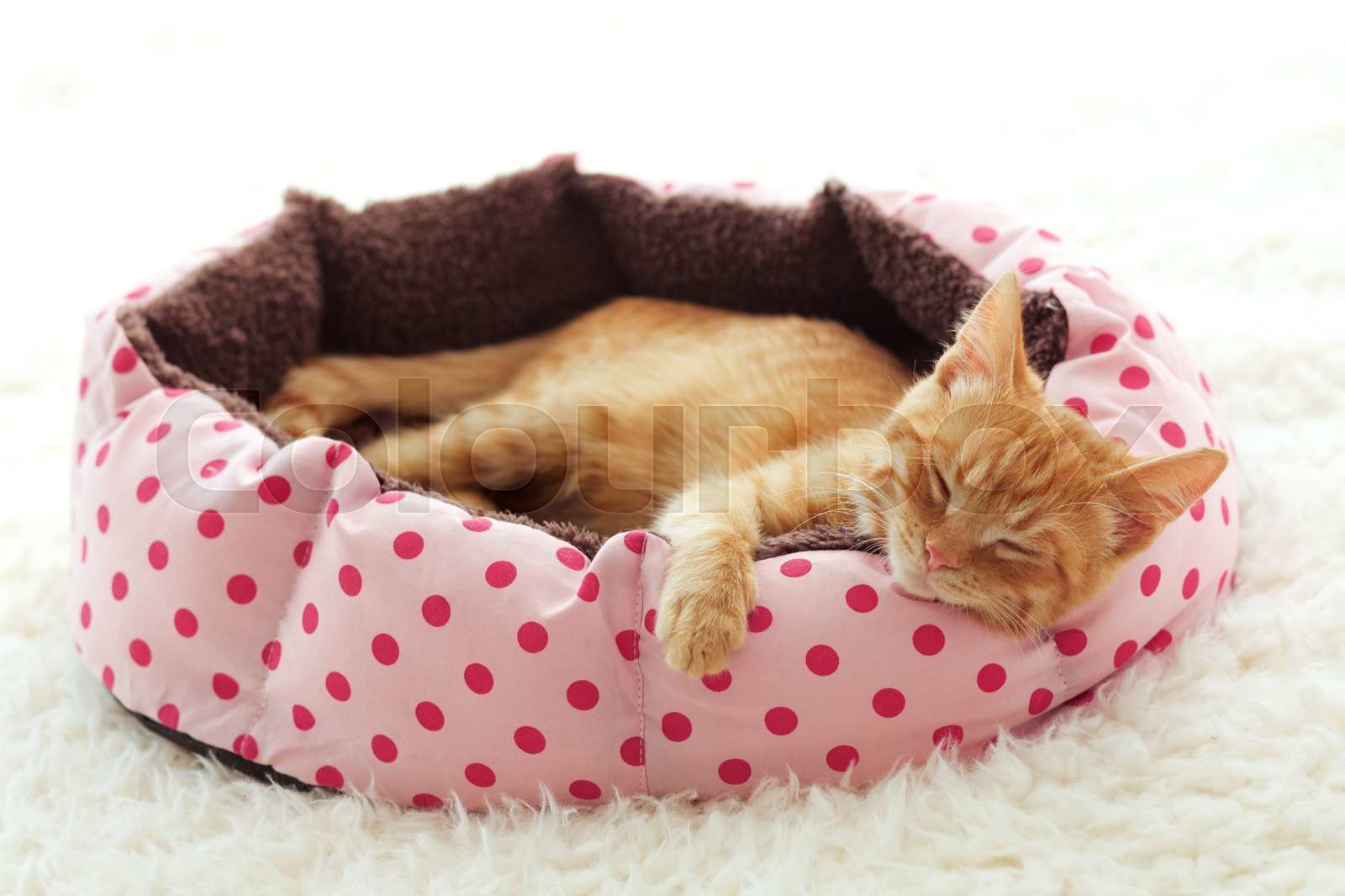 How To Make A Cat Bed Out Of A Box