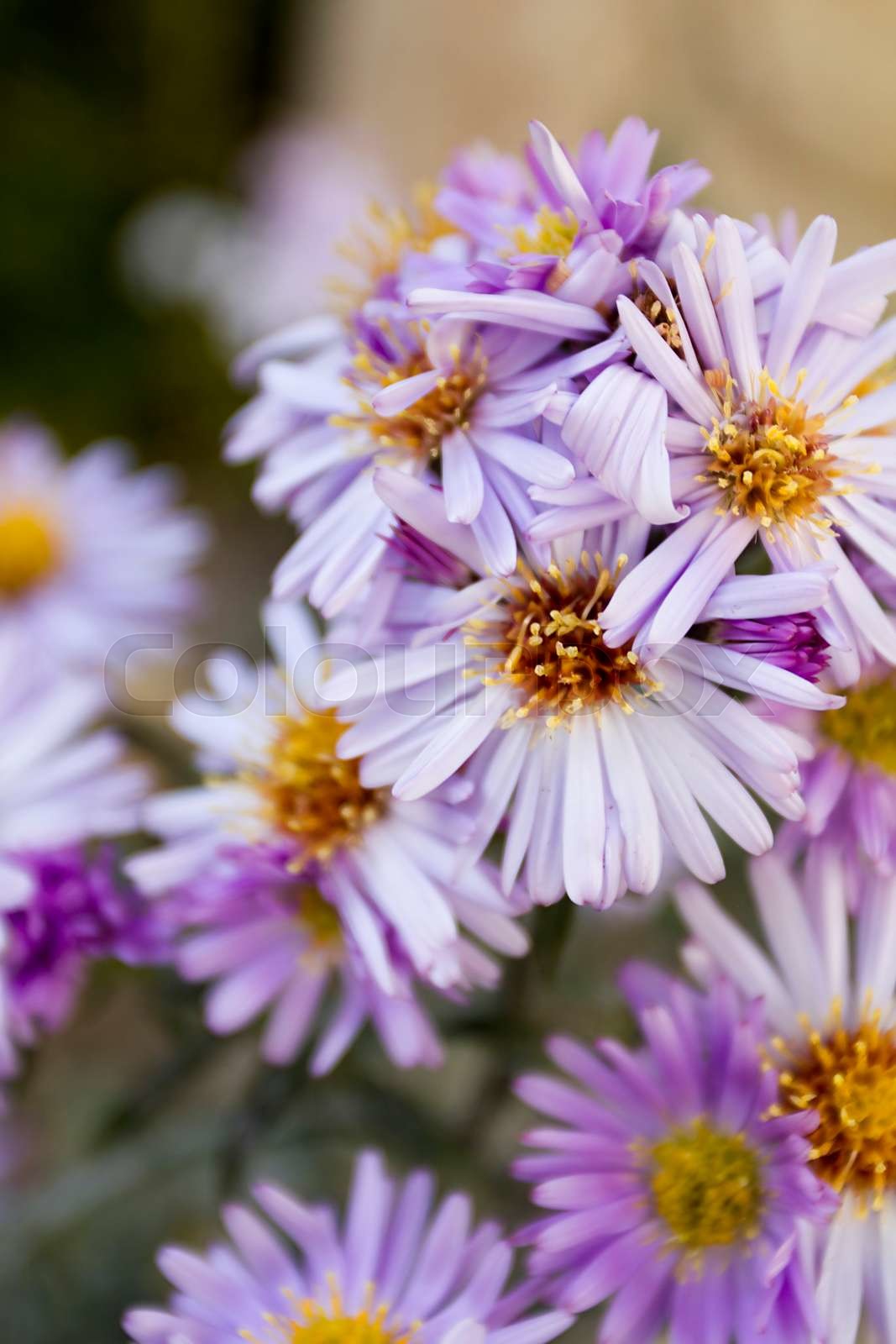 Decorative Perennial Flowers For Landscape Design Stock Image Colourbox
