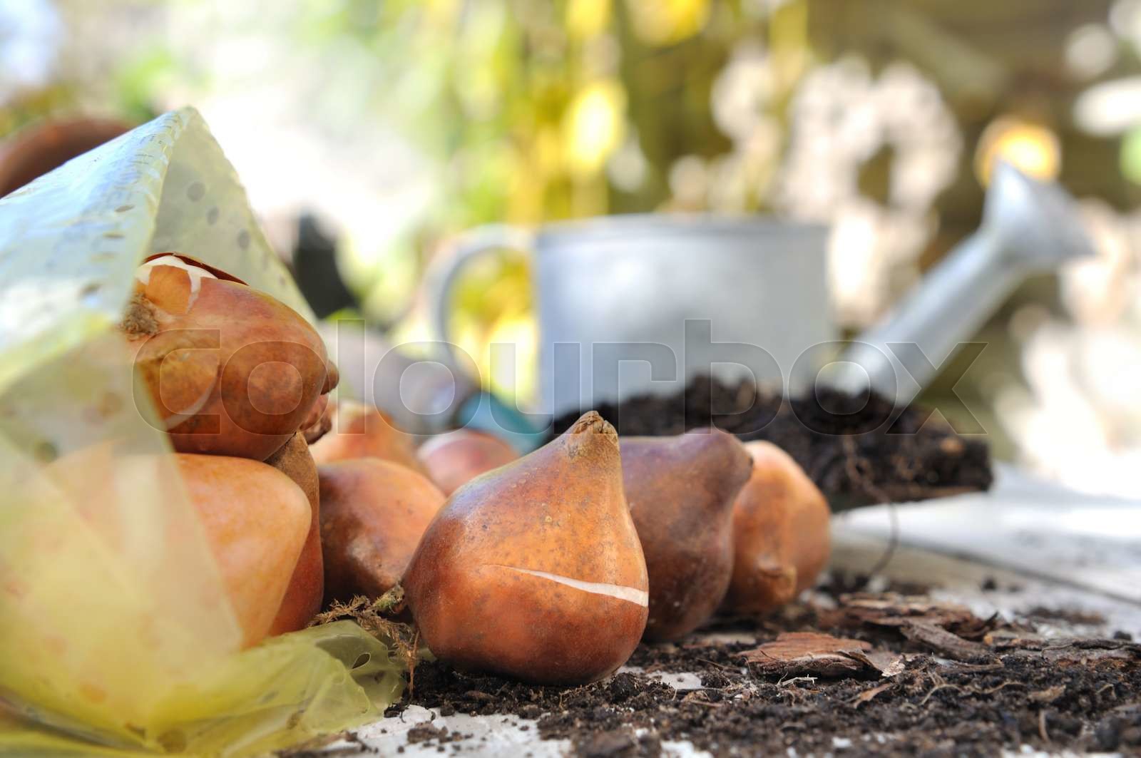 Bag Of Flower Bulbs Stock Image Colourbox