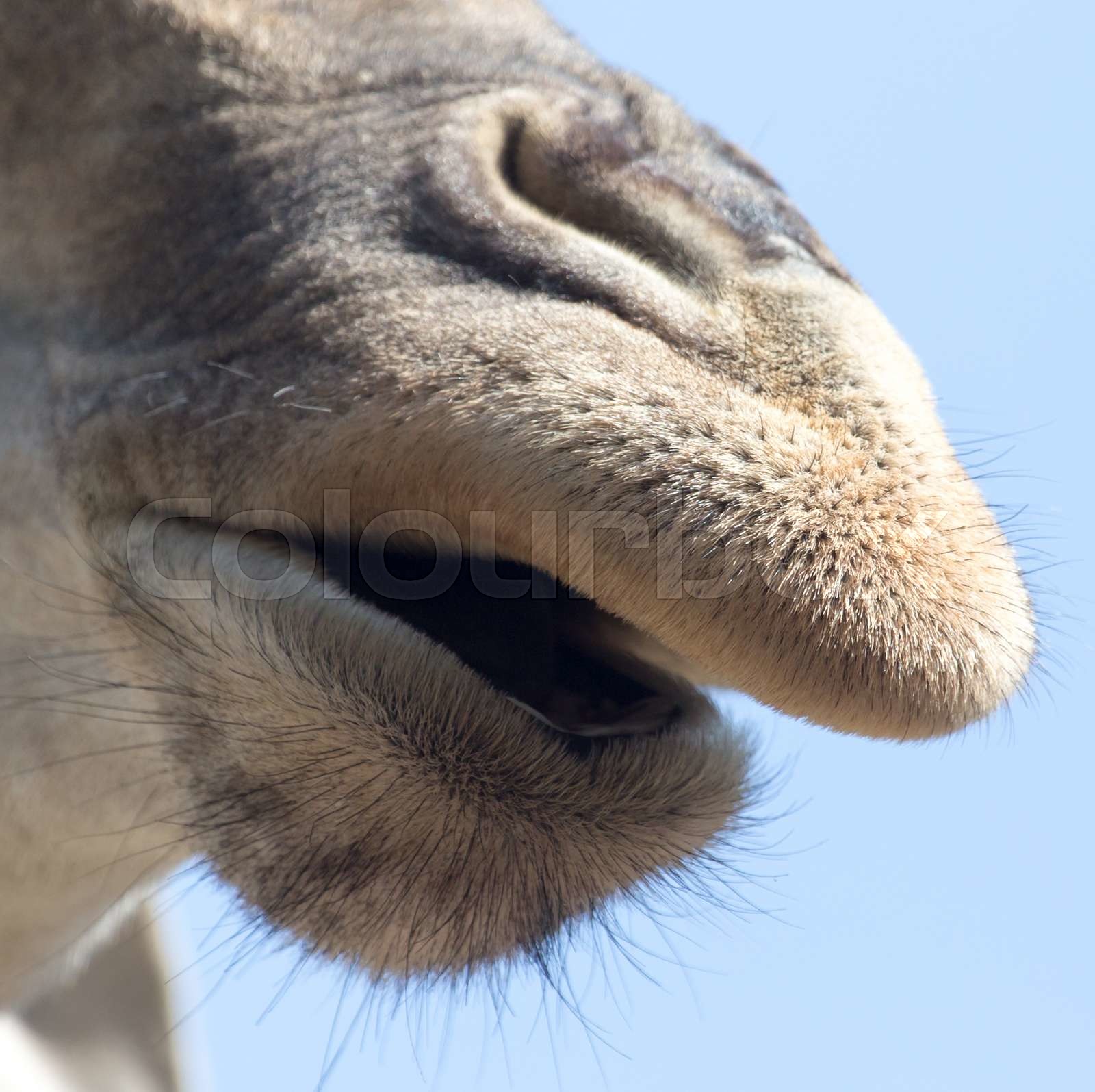 nose giraffe Stock image Colourbox