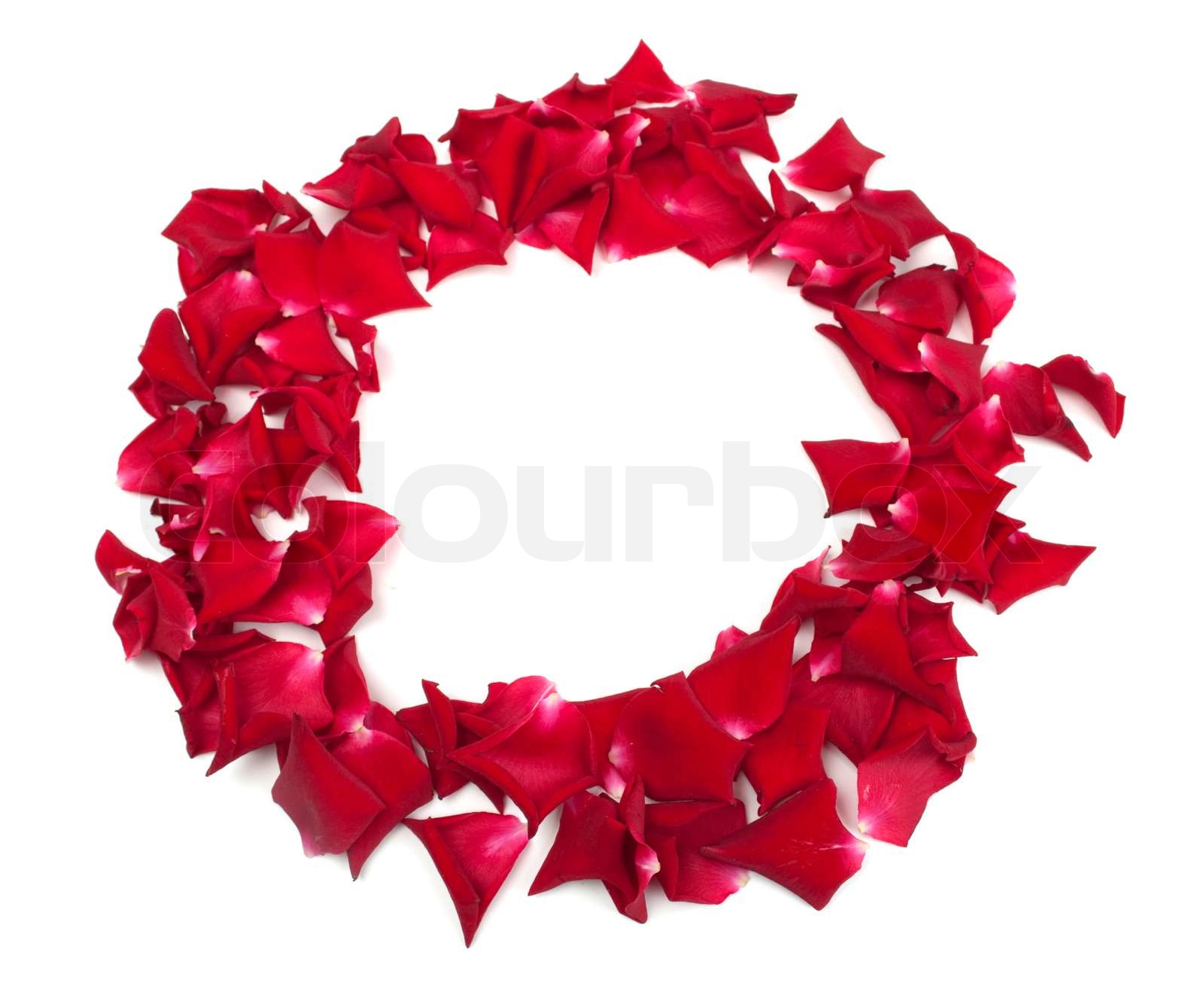 Rosenblätter auf weißem Hintergrund | Stock Bild | Colourbox