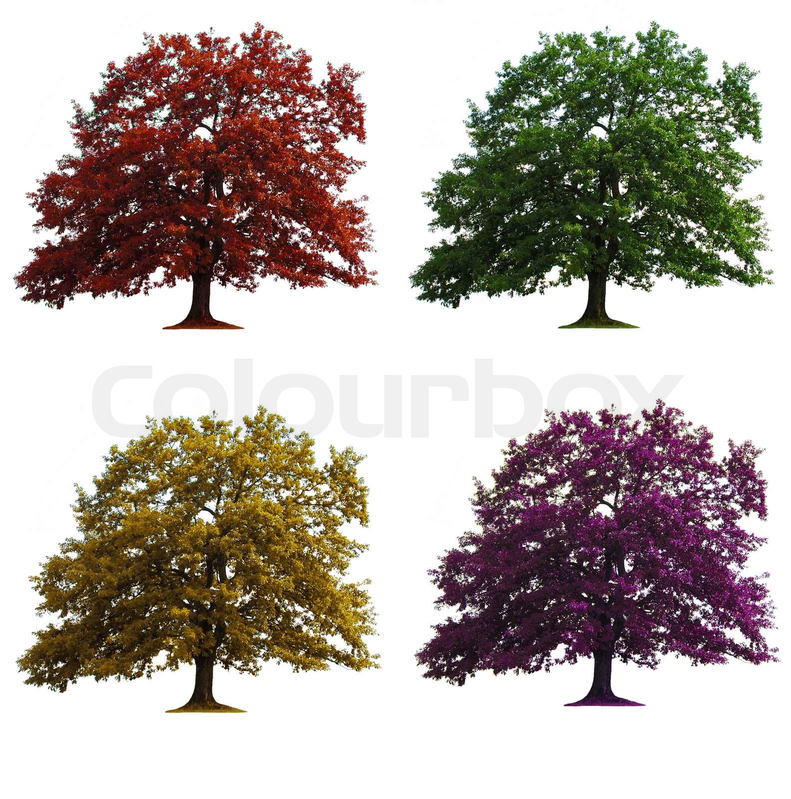 four oak trees in seasons colors isolated over white Stock image