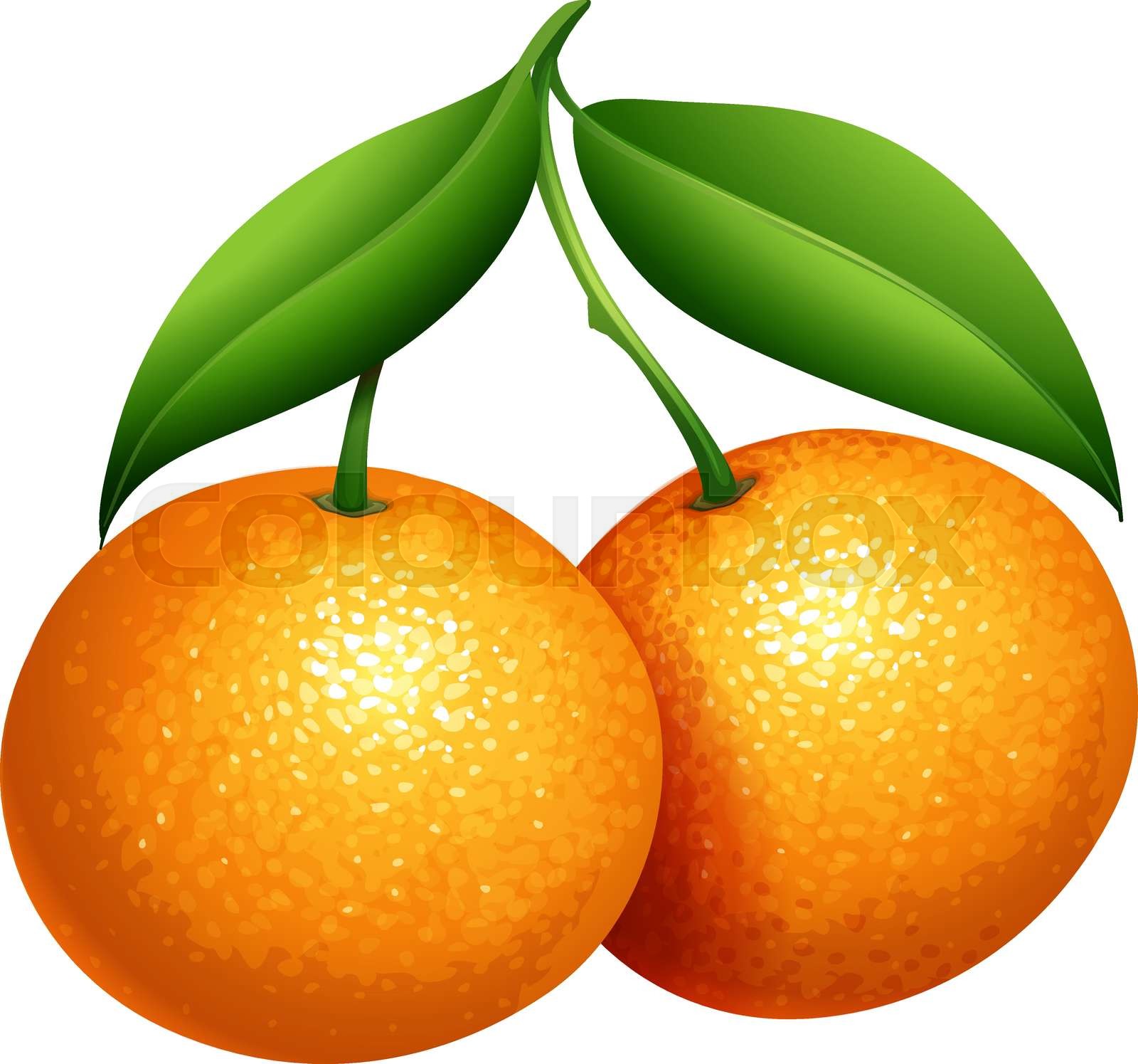 tn_oranges Stock vector Colourbox