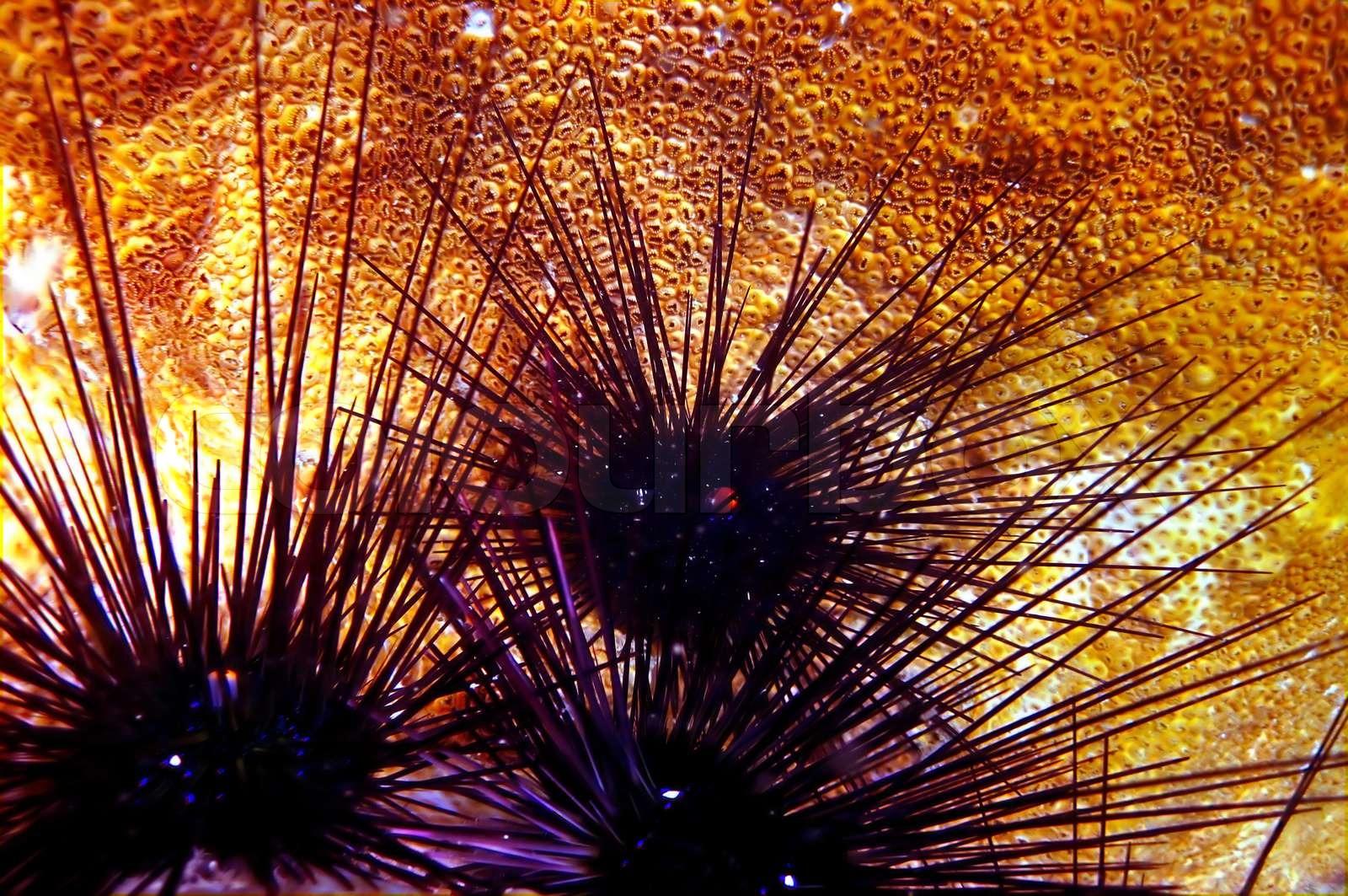 Sea Urchin, (Diadema antillarum and coral) Stock image Colourbox