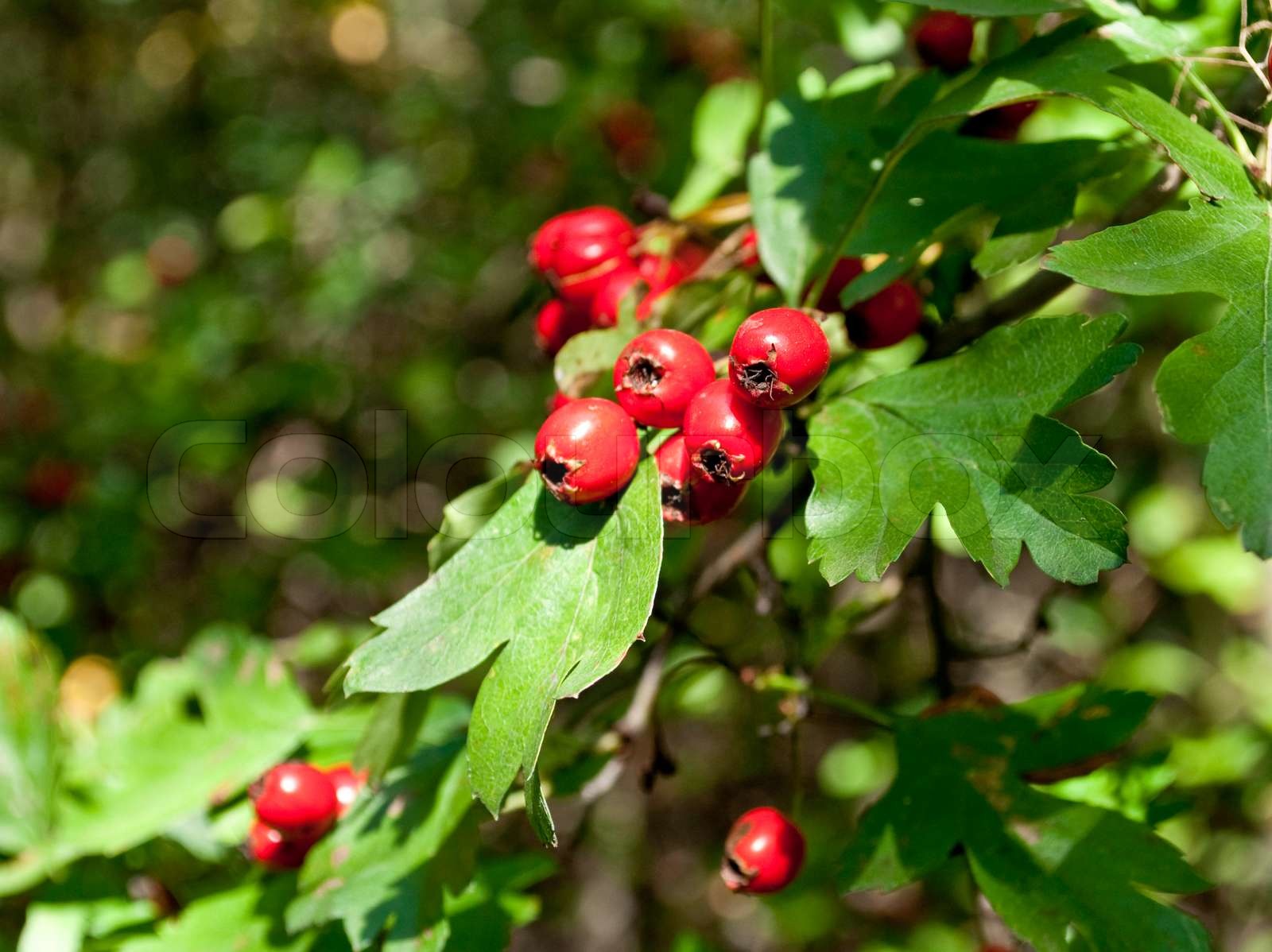 Røde bær af en tjørn på en eng | Stock foto | Colourbox