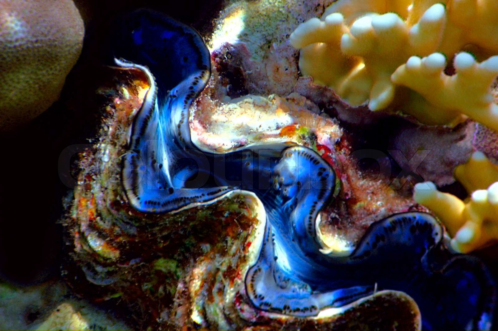 bunte blau grün klein Riesenmuscheln (Tridacna Maxima), Rote Meer ...