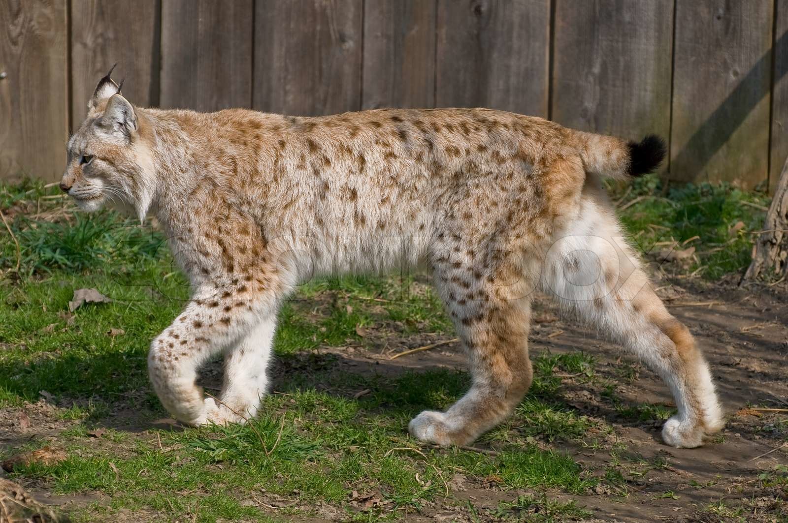 Linx in the zoo | Stock image | Colourbox