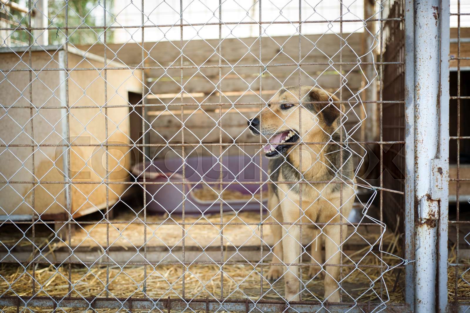Dog in cage Stock image Colourbox