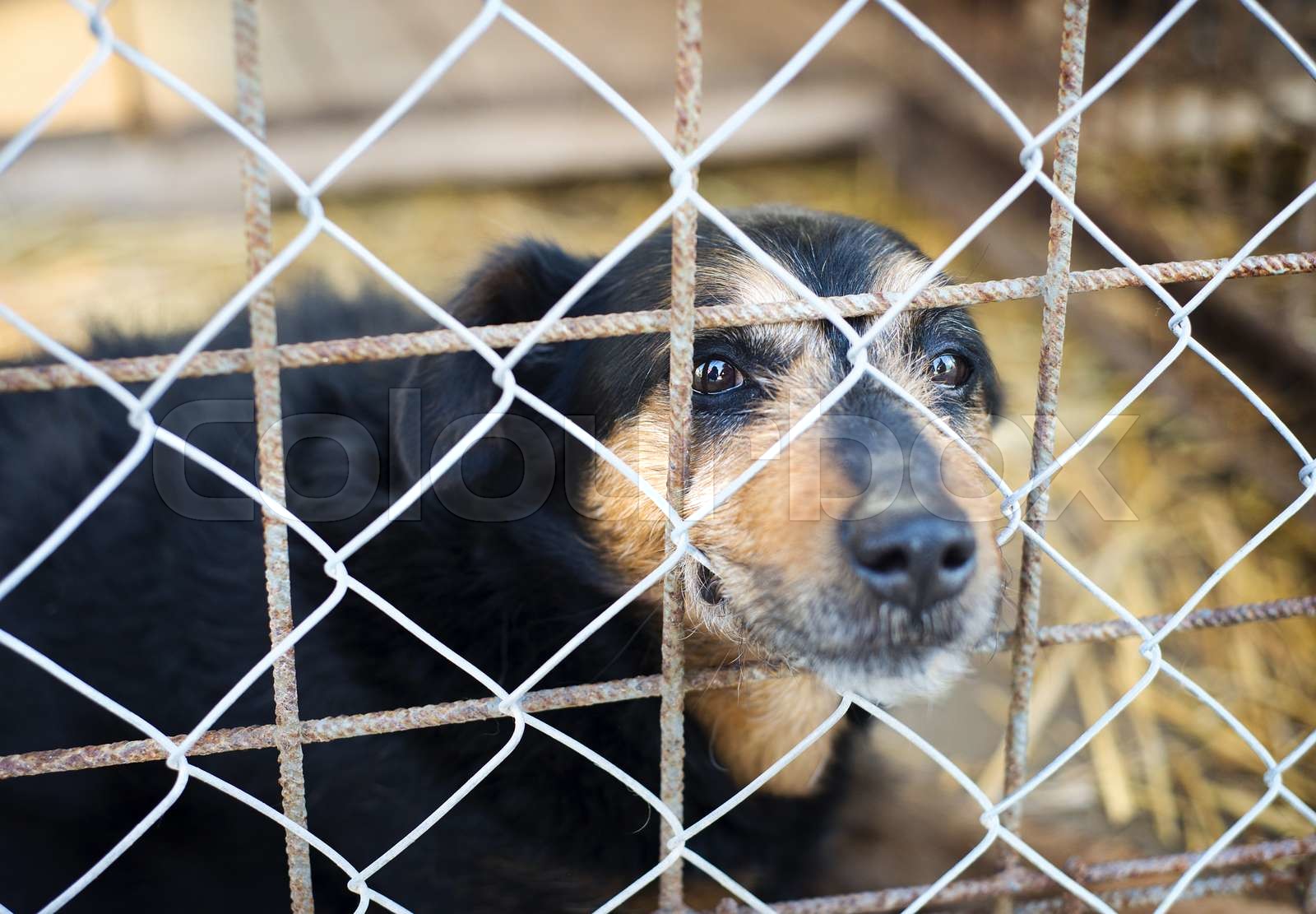 Dog in cage Stock image Colourbox