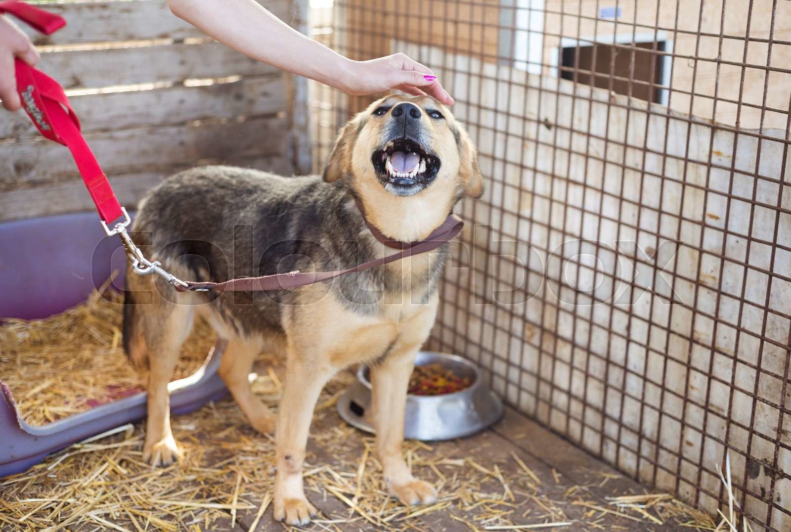 Dog in cage Stock image Colourbox