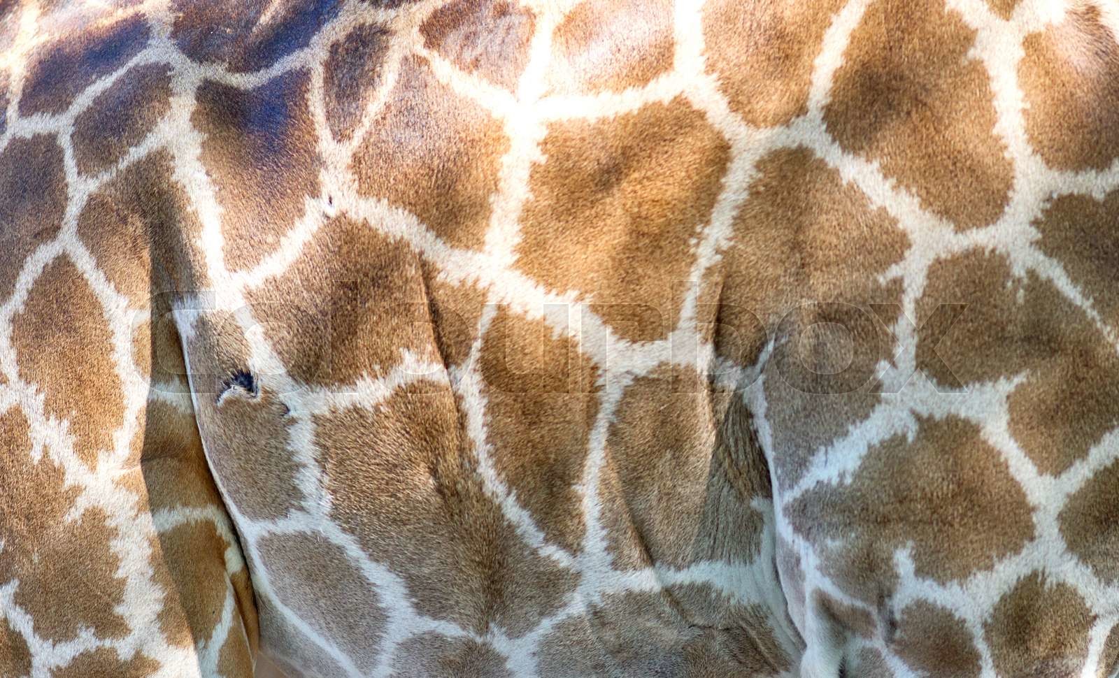 giraffe skin | Stock image | Colourbox