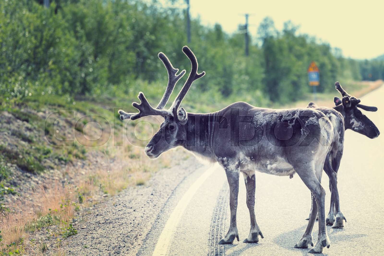 Raindeer | Stock image | Colourbox