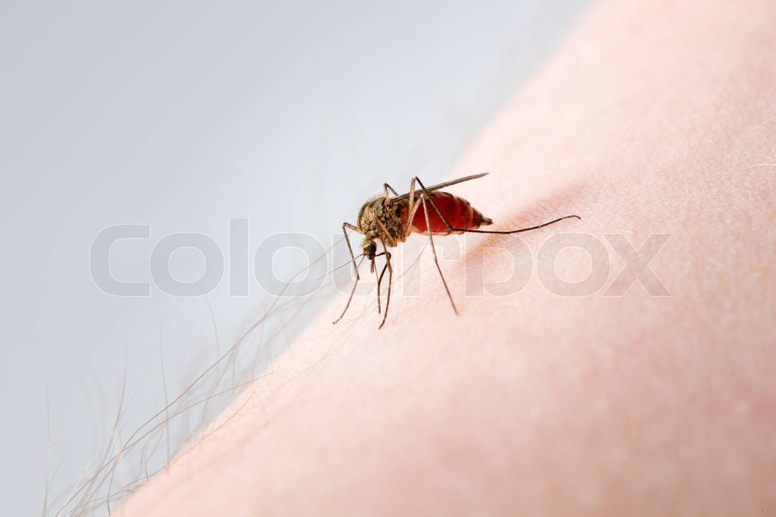 eine Mücke saugen Blut auf einem behaarten arm | Stock Bild | Colourbox